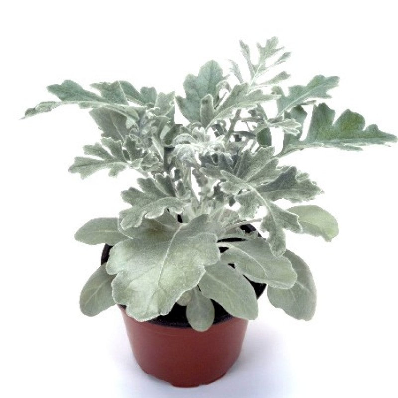 Silverdusk Plant For Home Gardening Plant