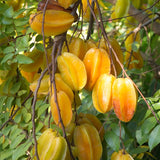 Star Fruit Kamrak Tree Grafted Plant