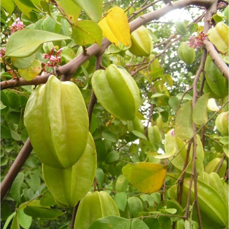 Star Fruit Kamrak Tree Grafted Plant