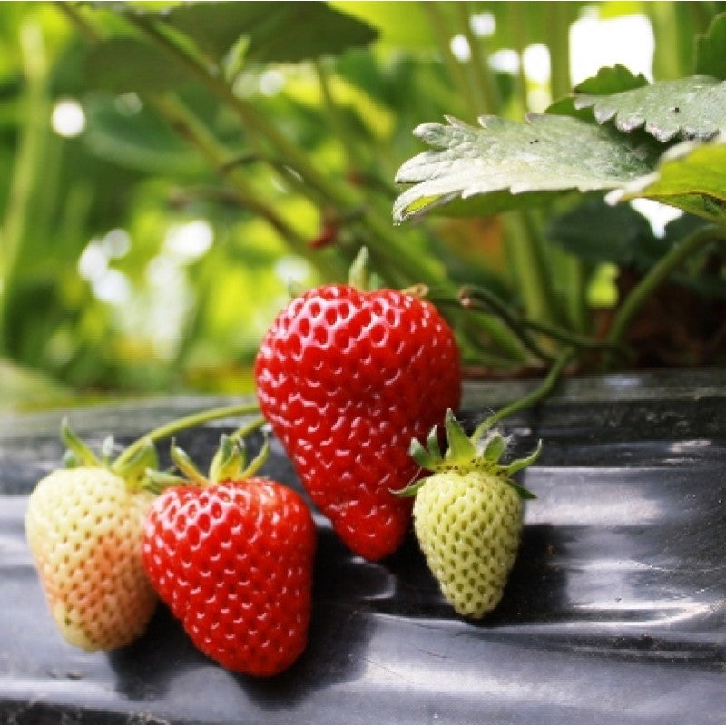 strawberry-tree-plant-by-udanta
