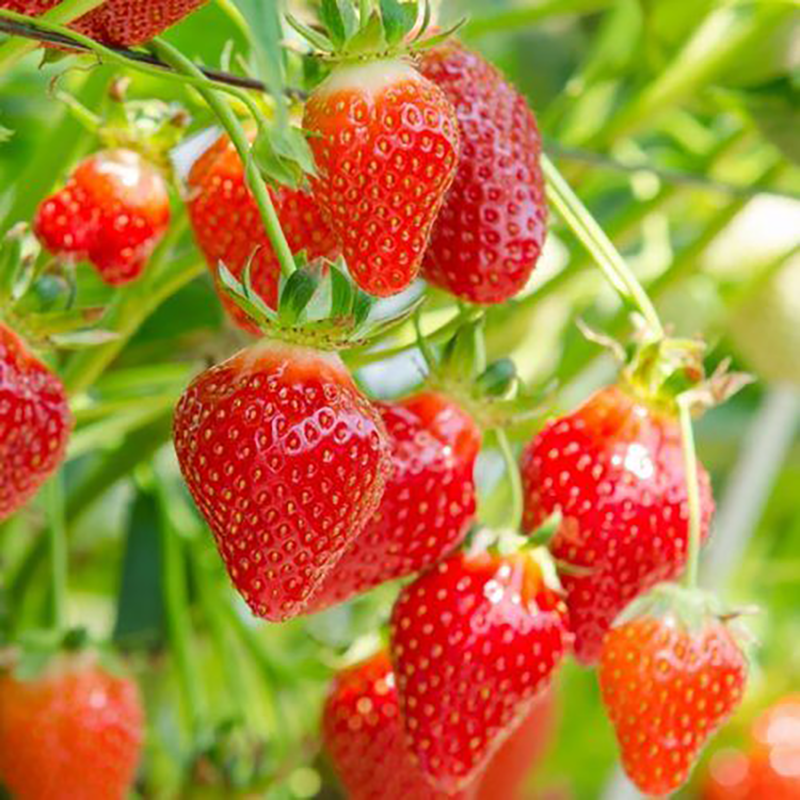 udanta-strawberry-plant