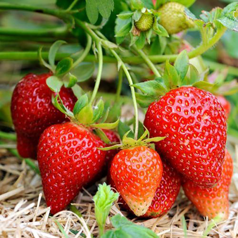 strawberry-plant-udanta