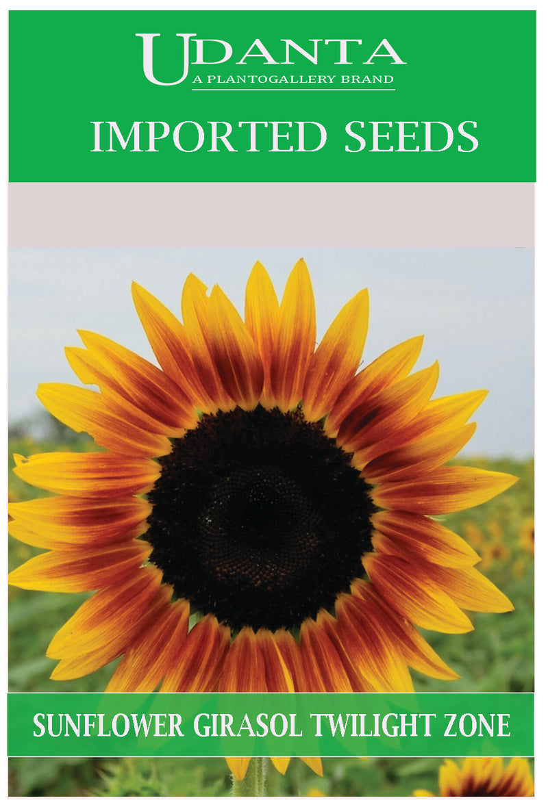 Udanta Imported Flower Seeds - Girasole Twilight Zone Sunflower Seeds - Qty 1.5Gm (Yellow-Red)