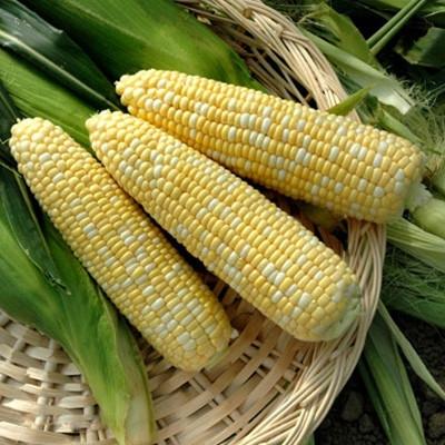 sweet-corn-hybrid-seeds