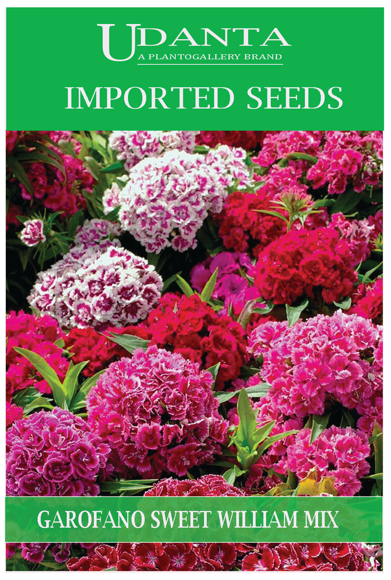 Udanta Imported Flower Seeds - Garofano Poeti Fiori Doppi - Sweet William Flower Seeds - Qty 2Gm (Mix)