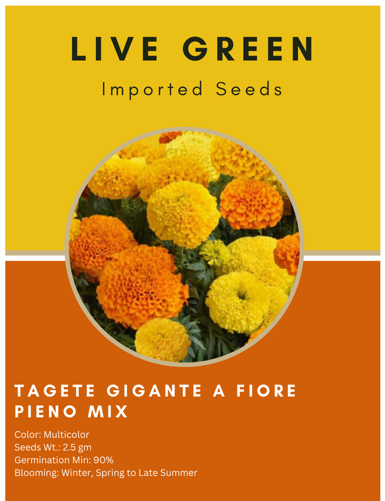 Live Green Imported Seeds - Marigold Tagete Gigante Fiori Pieno Mix All Season Flower Seeds - Pack of 2.5gm Seeds