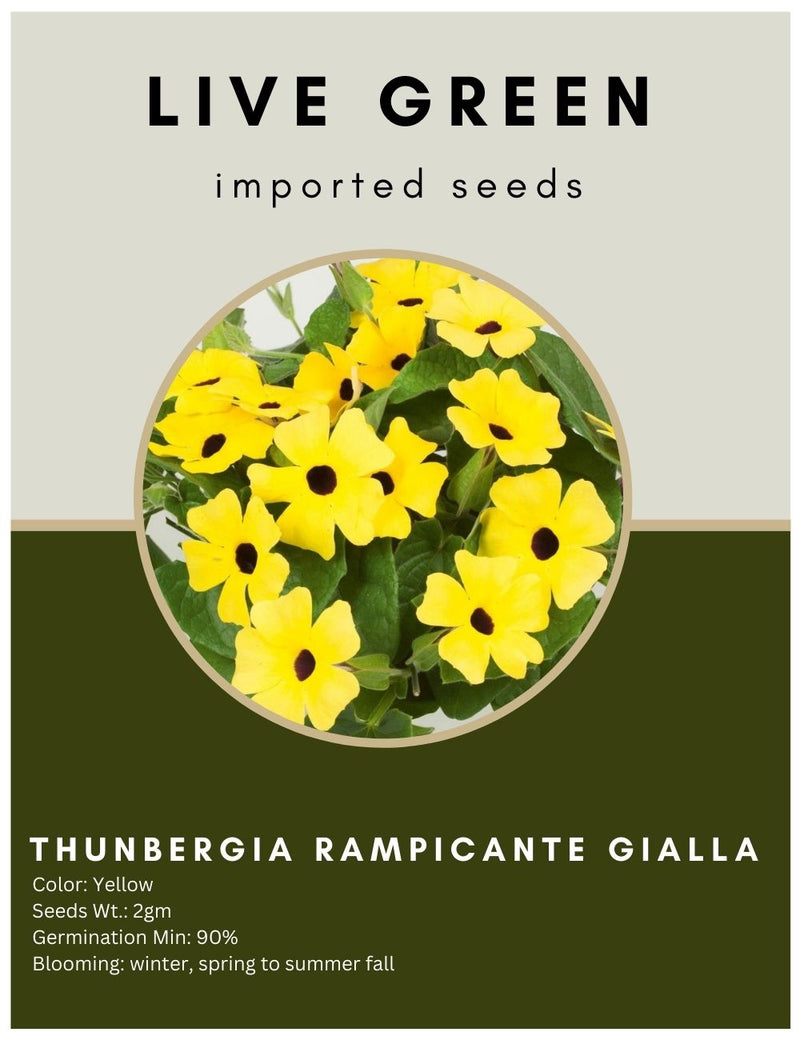 Live Green Imported Seeds - Thunbergia Rampicante Gialla All Season Creeper Flower Seeds - Pack of 2gm Seeds