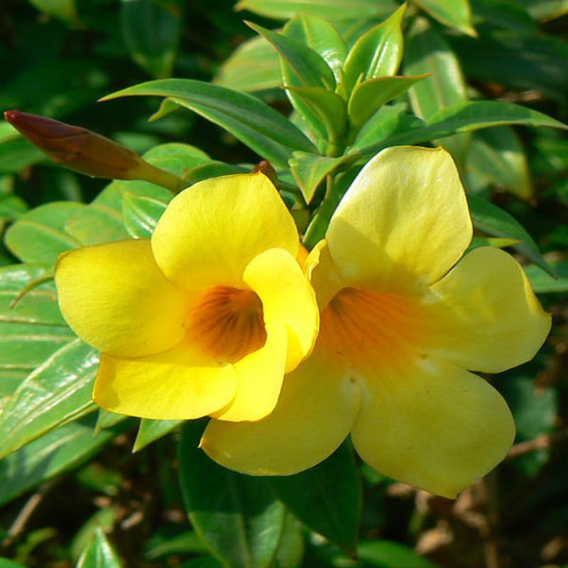 Tecoma Yellow Flower Plant For All Season