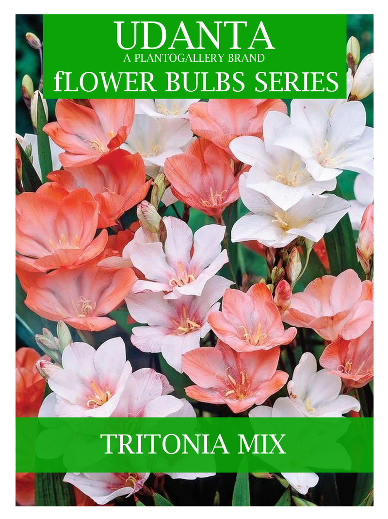 Tritonia Flower Bulb I 100% Germination | Mix Flower Bulbs | Suitable in Indian Climate | Pack of 5 Flower Bulbs By Plantogallery