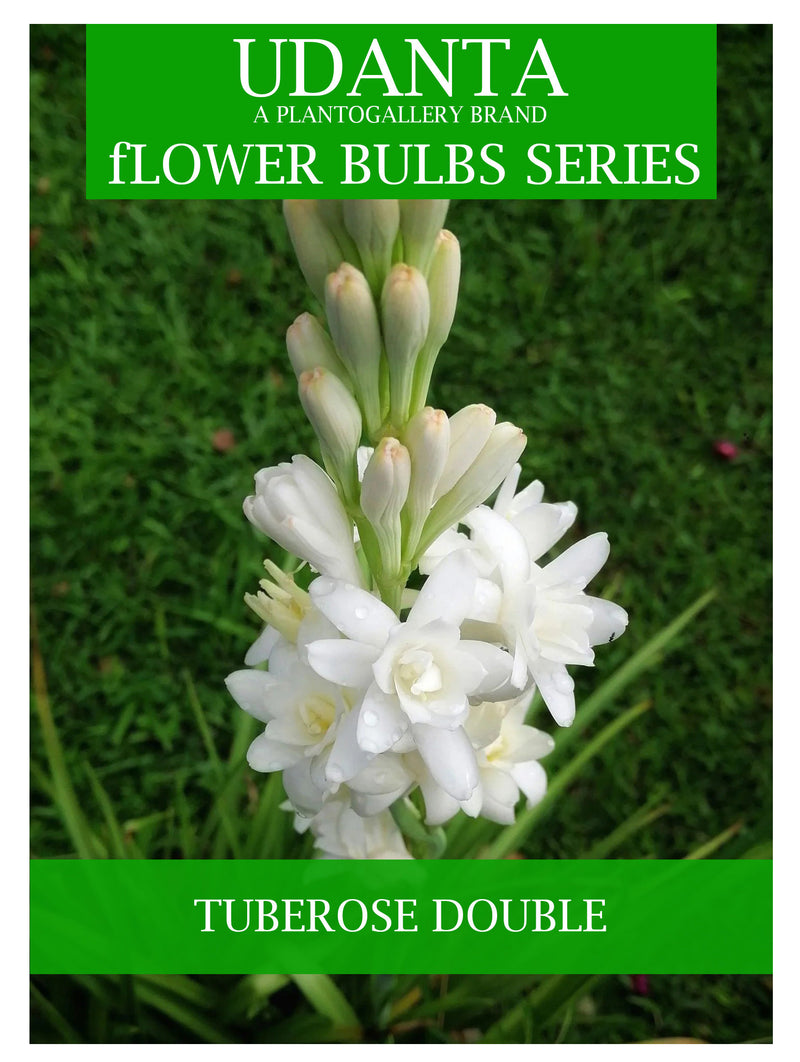 Plantogallery Tuberose/Rajnigandha White Double Flower Bulbs - Pack of 10 Bulbs