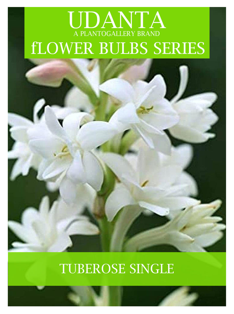 Tuberose Single Healthy Flower Bulbs Pack Of 15 For Home Gardening By Plantogallery