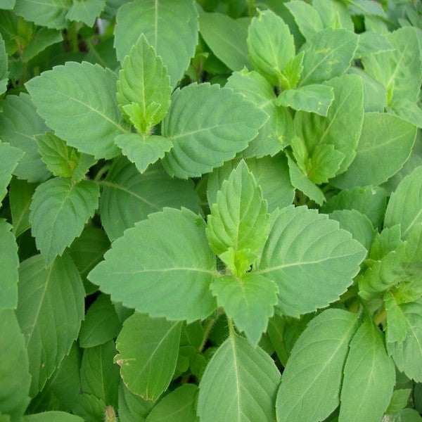 Rama Tulsi Plant
