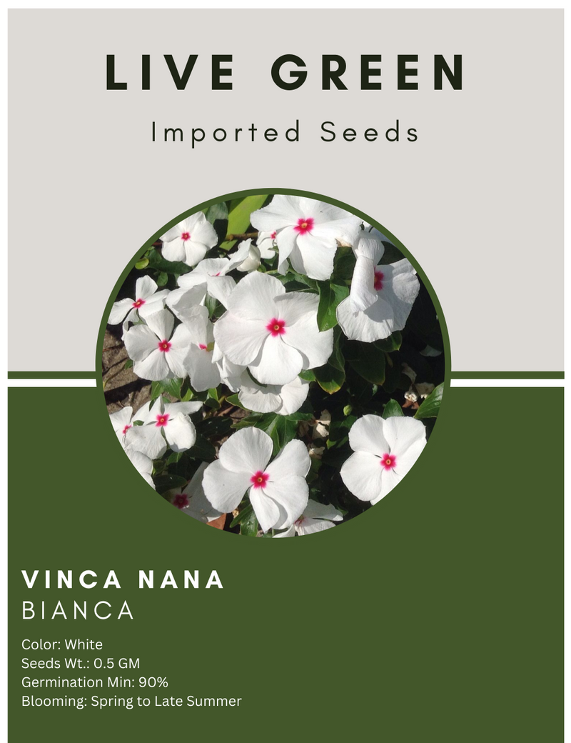 Live Green Imported Seeds - Vinca Nana Bianca Sadabahar Dwarf Variety Flower Seeds - Pack of 0.5gm Seeds