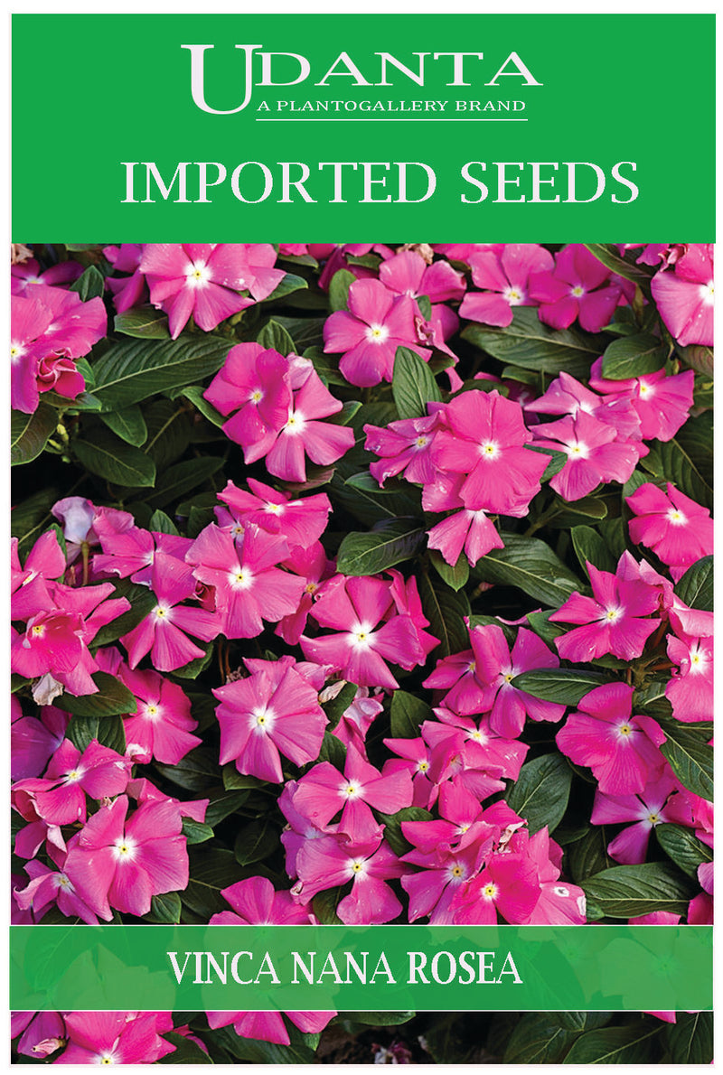 Udanta Imported Flower Seeds - Sadabahar Vinca Nana Rosa Flower Seeds For Perennial Gardening - Qty 0.5Gm (Rose Pink)
