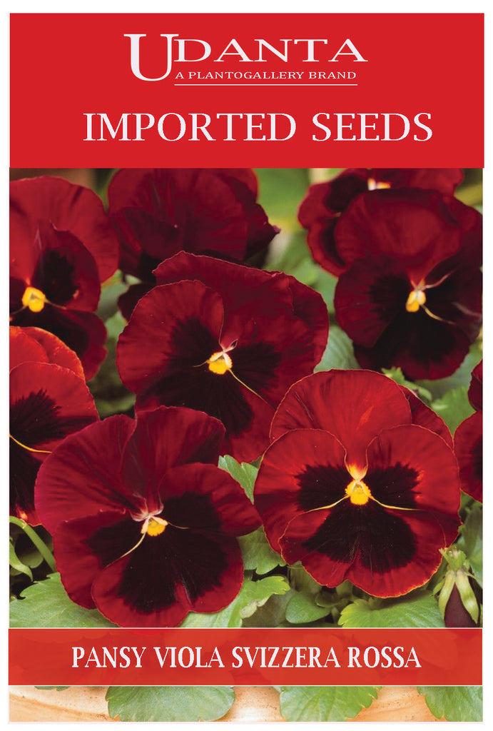 Udanta Imported Flower Seeds - Butterfly Pansy Viola Del Pansiero Gigante Svizzera Rossa Winter Flower Seeds - Qty - 0.8Gm (Red)