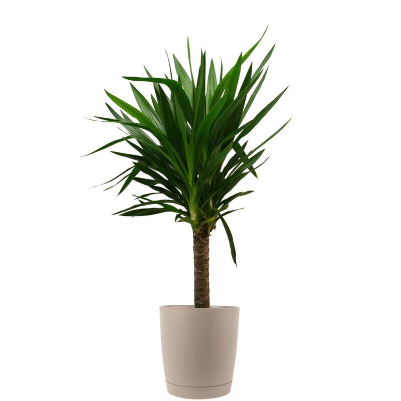 Yucca Flower Plant For All Season Home Gardening And Suitable For Indoor And Outdoor climate