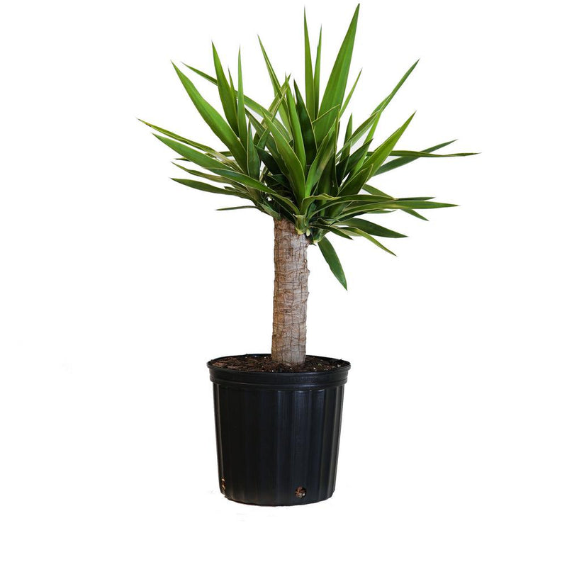 Yucca Flower Plant For All Season Home Gardening And Suitable For Indoor And Outdoor climate