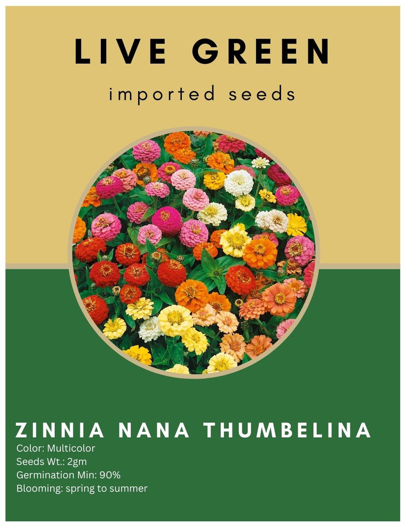 Live Green Imported Seeds - Zinnia Dwarf Variety Nana Thumbelina Mix Flower Seeds Perfect For Home Gardening - Pack of 2gm Seeds