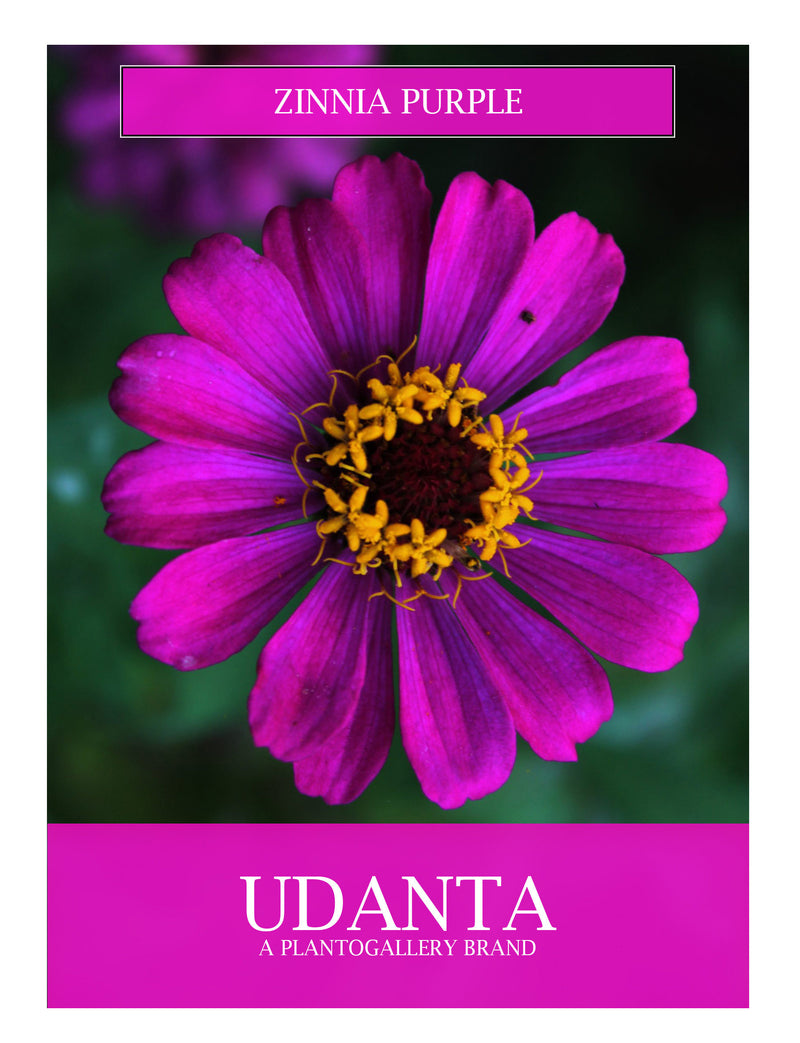 zinnia-purple-flower-seed