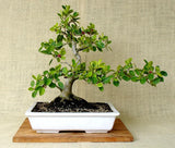 Ficus Bonsai Plant For Diwali Gifting Purpose By Plantogallery