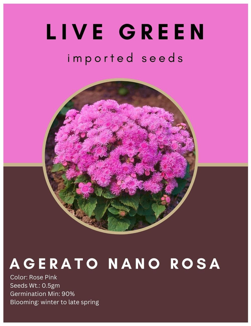 Live Green Imported Seeds - Ageratum Agerato Nano Rosa Flower Seeds Best for Home Gardening - Pack of 0.5gm Seeds