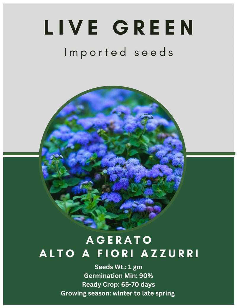 Live Green Imported Seeds - Agerato Alto Fiori Azzurri Ageratum Blue Flower Seeds - Pack of 1gm Seeds