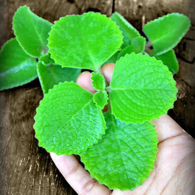 ajwain plant leaves