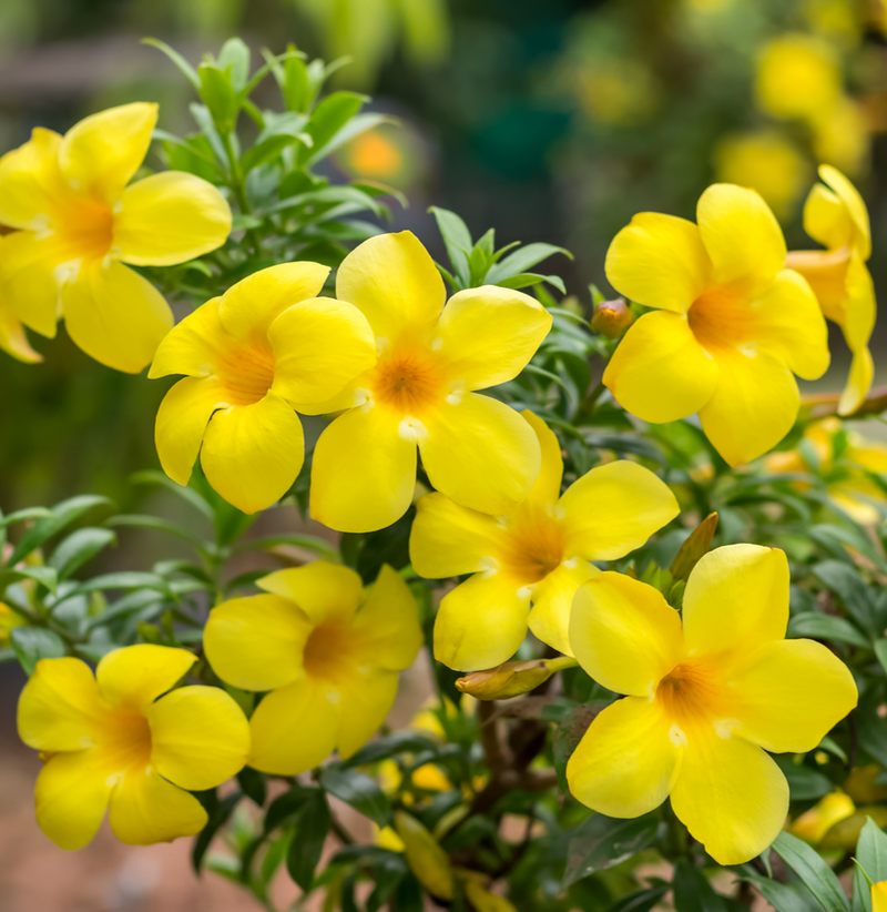 allamanda-creeper-yellow-plant