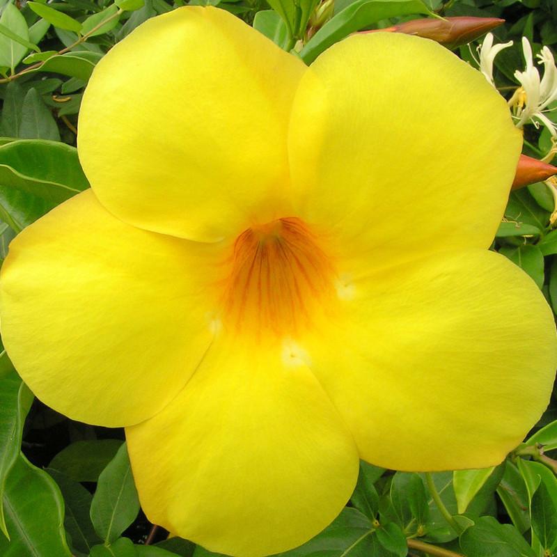 allamanda-shrub-yellow-plant