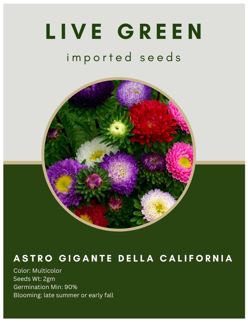 Live Green Imported Seeds - Aster Gigante Della California Mix Flower Seeds - Pack of 2gm Seeds