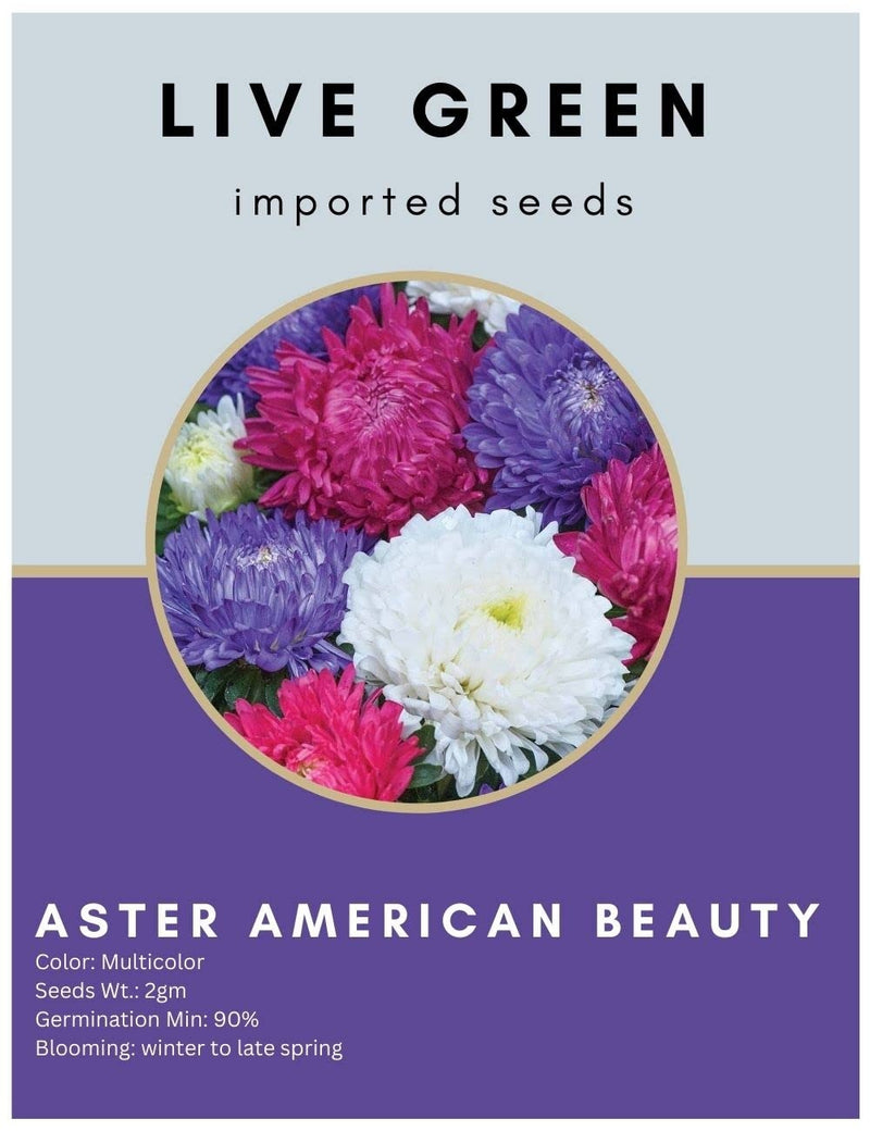 Live Green Imported Seeds - Aster American Beauty Flower Seeds - Pack of 2gm Seeds