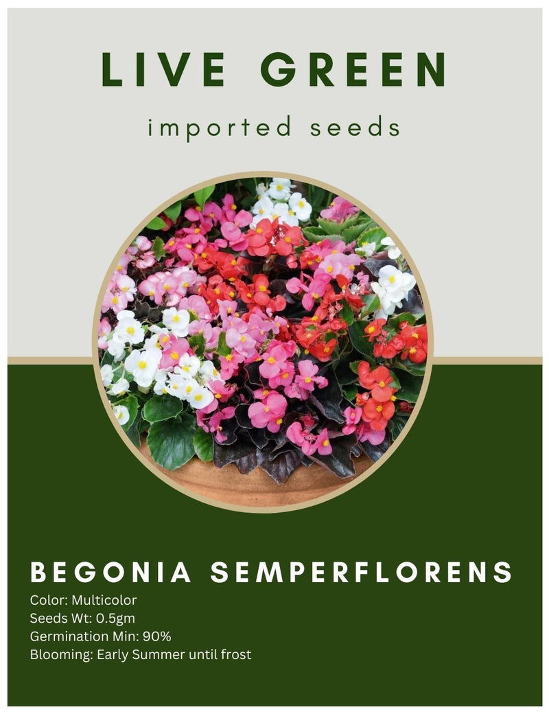 Live Green Imported Seeds - Begonia Semperflorens Mix Flower Seeds for gardens - Pack of 0.5gm Seeds