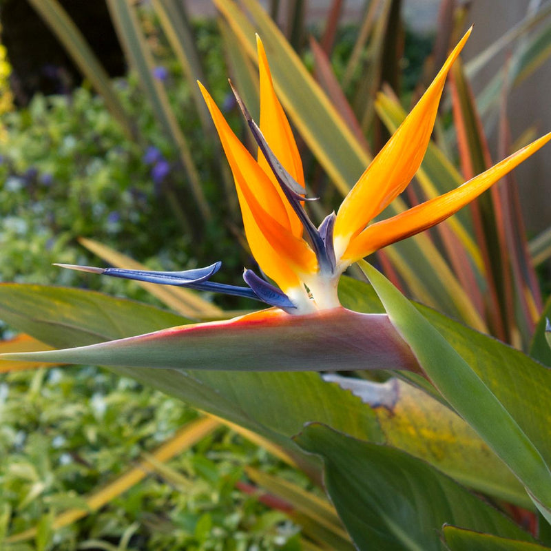 Bird-Paradise-Flower-Plant