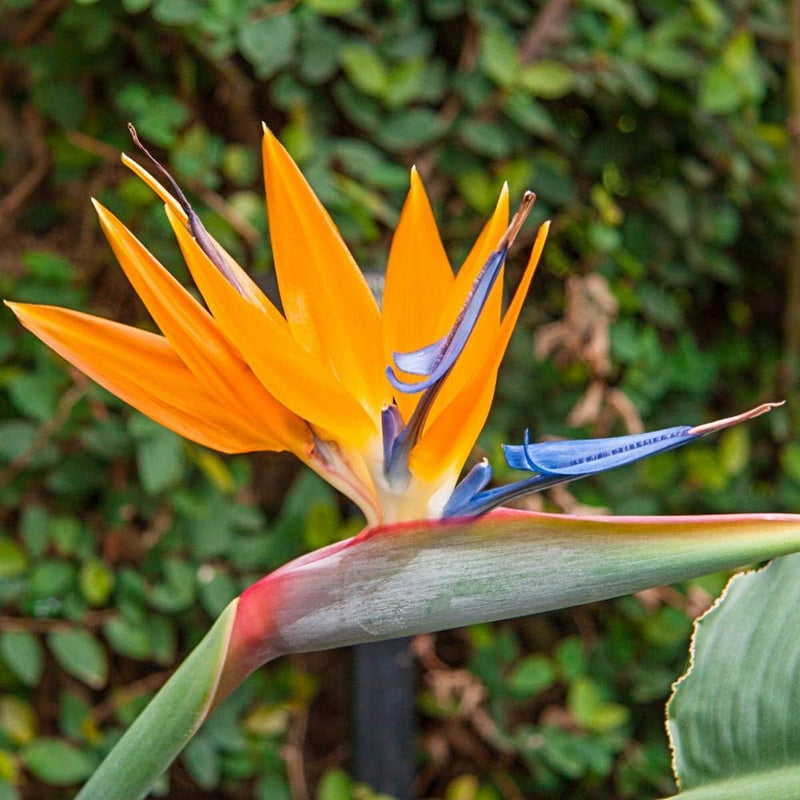 Bird-Paradise-Flower-Plant
