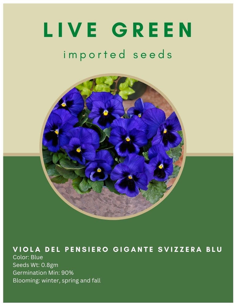 Live Green Imported Seeds - Butterfly Pansy Viola Del Pensiero Gigante Svizzera Blu Flower Seeds - Pack of 0.8gm Seeds