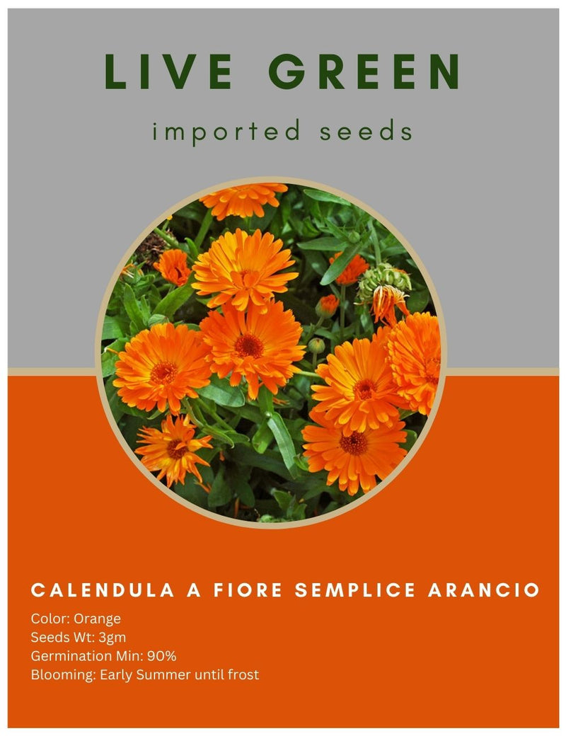 Live Green Imported Seeds - Calendula A Fiore Semplice Arancio Orange Flower Seeds - Pack of 3gm Seeds
