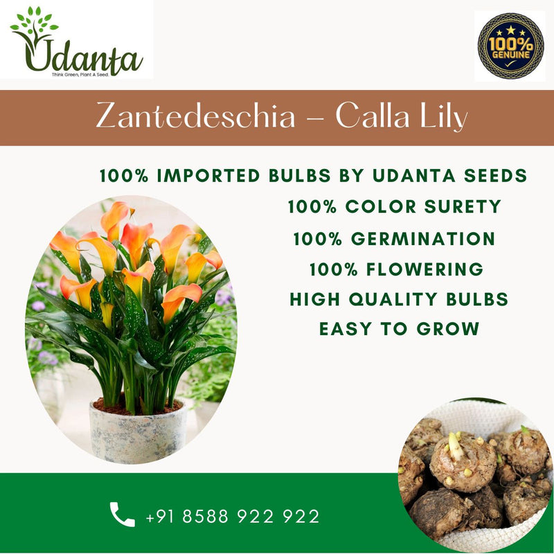 Plantogallery Zantedeschia - Calla Lily Orange Imported Flower Bulbs Pack of 1 Bulbs
