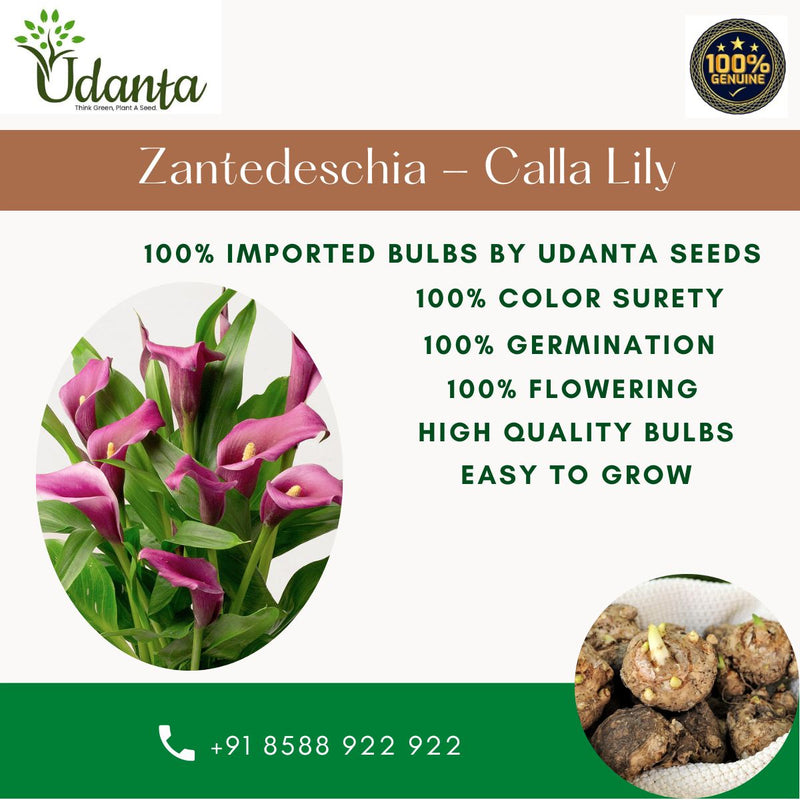 Plantogallery Zantedeschia - Calla Lily Purple Imported Flower Bulbs Pack of 1 Bulbs