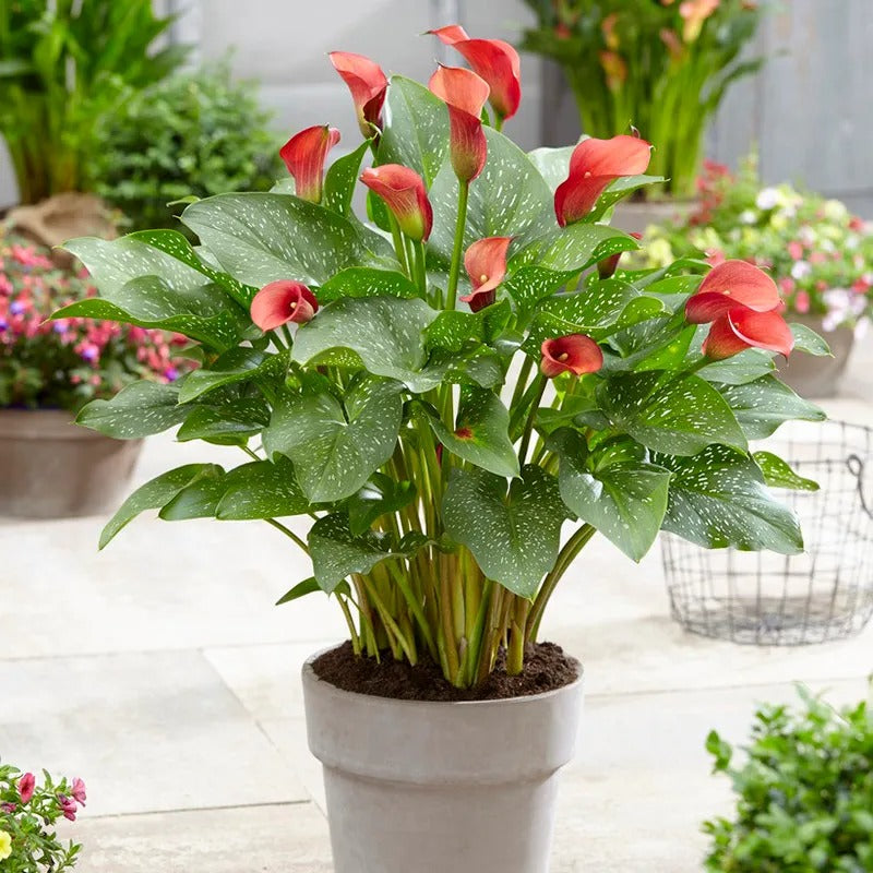calla-lily-red-flower-bulbs