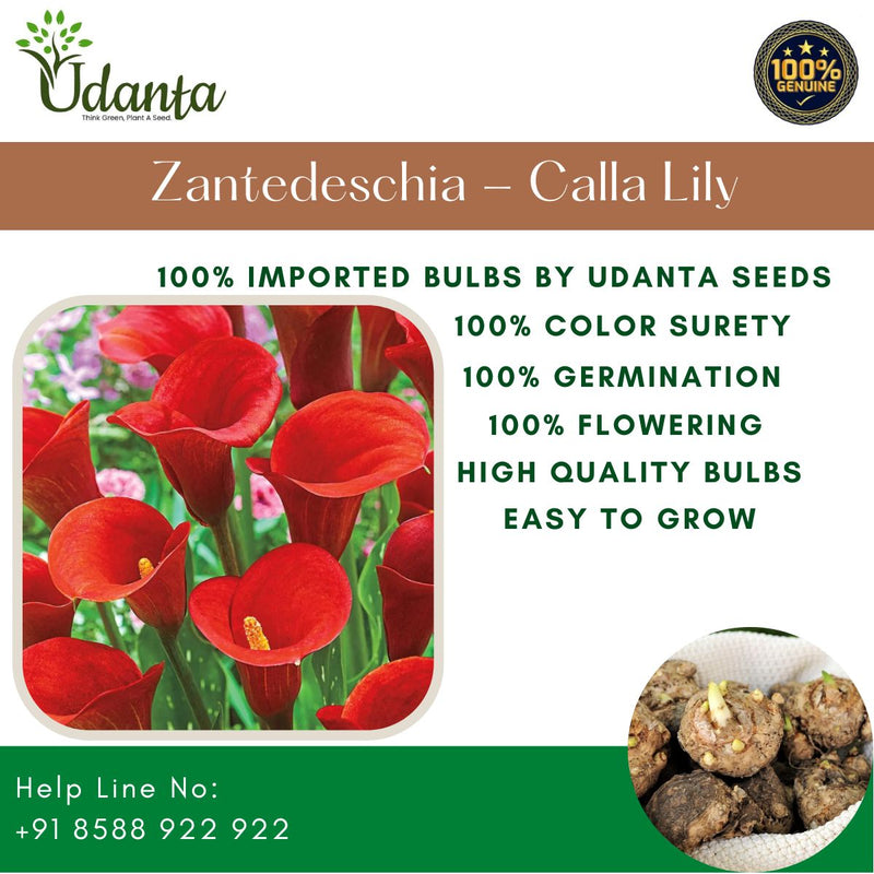 Plantogallery Zantedeschia - Calla Lily Red Imported Flower Bulbs Pack of 1 Bulbs