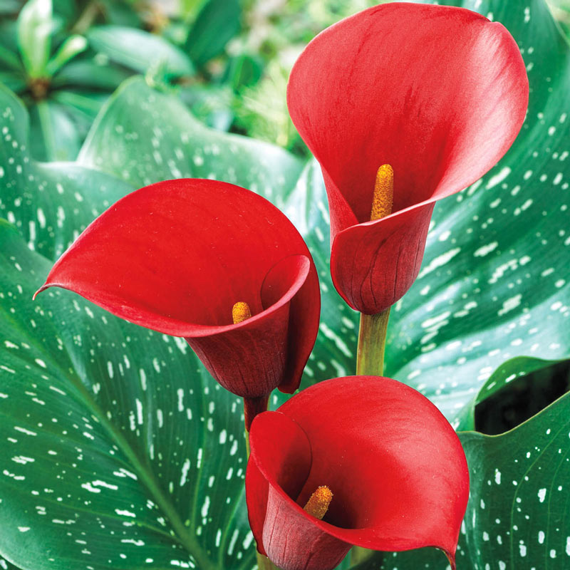 red-calla-lily-flower-bulbs