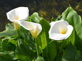 Calla Lily Flower Bulbs Pack Of 2 For Summer Season By Plantogallery