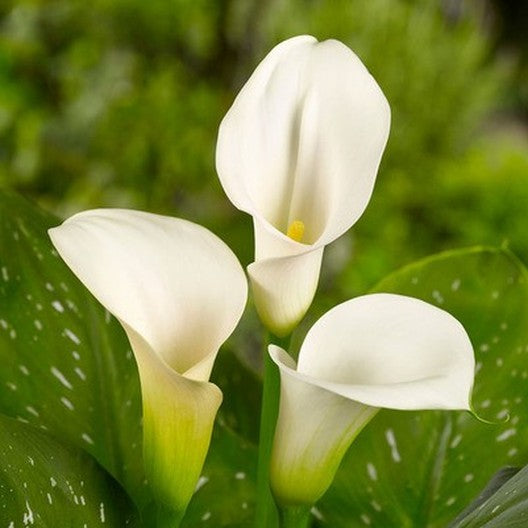 Calla Lily Flower Bulbs Pack Of 2 For Summer Season By Plantogallery
