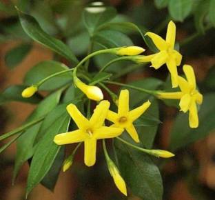 Sweet Fragrance Chameli Yellow Flower Plant For Home Gardening