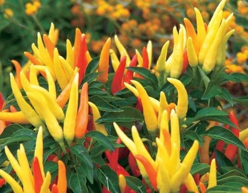 Plantogallery Ornamental chilli pointed F1 hybrid vegetable seeds pack of 20 for starters garden