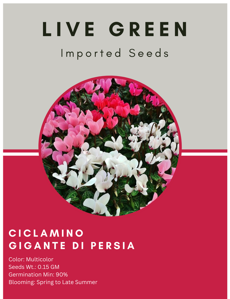 Live Green Imported Seeds - Ciclamino Gigante Persia Cyclamen Beautiful Flower Seeds for Home Gardening - Pack of 0.15gm Seeds