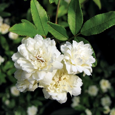 white-rose-climbing-plant