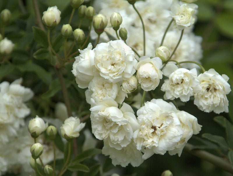 climbing-rose-flower-plant-white