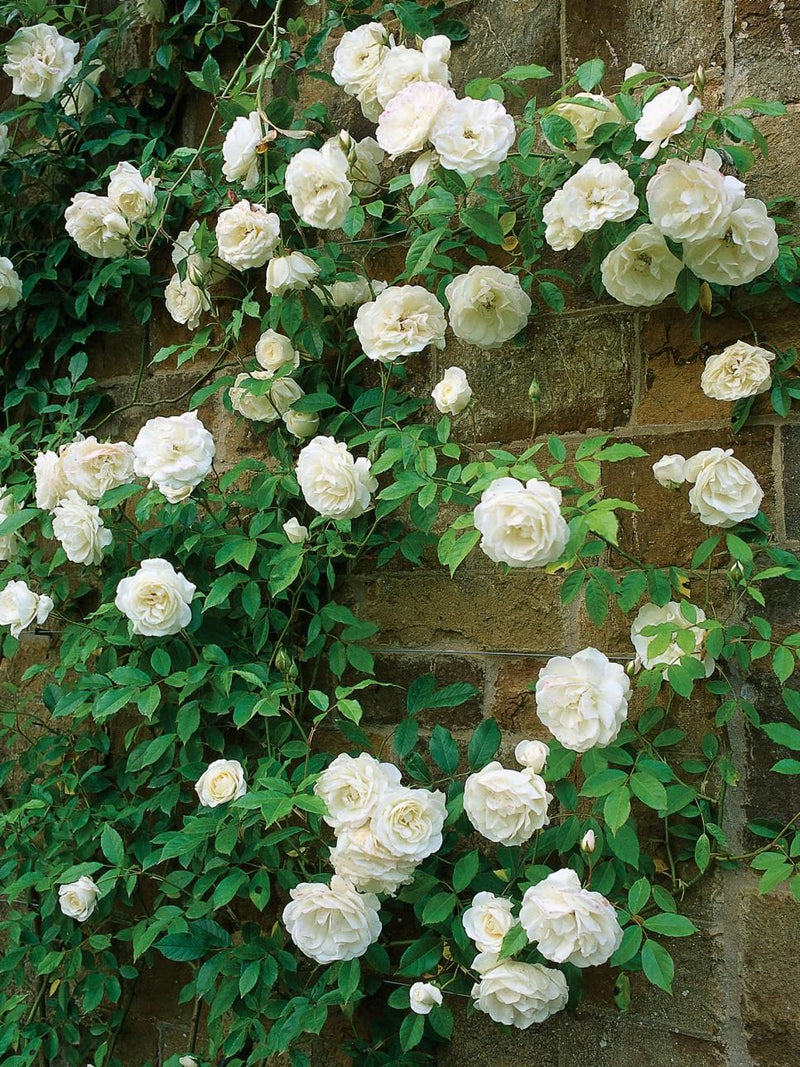 climbing-rose-white-flower-plant
