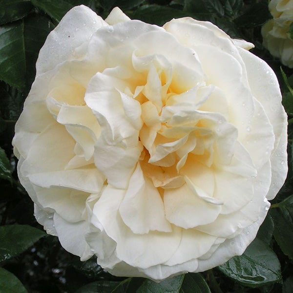 climbing-rose-white-flower-plant